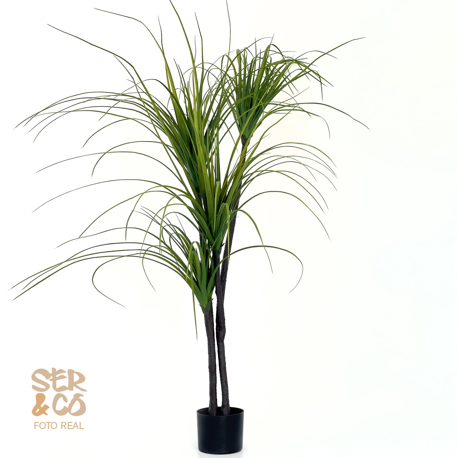 dracaena de hoja fina Dracena Fina