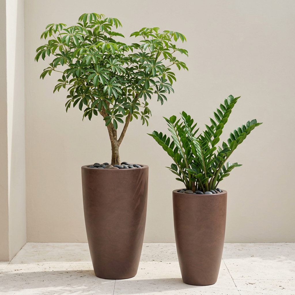 Dúo Vento Alta Caoba con schefflera y zamioculca