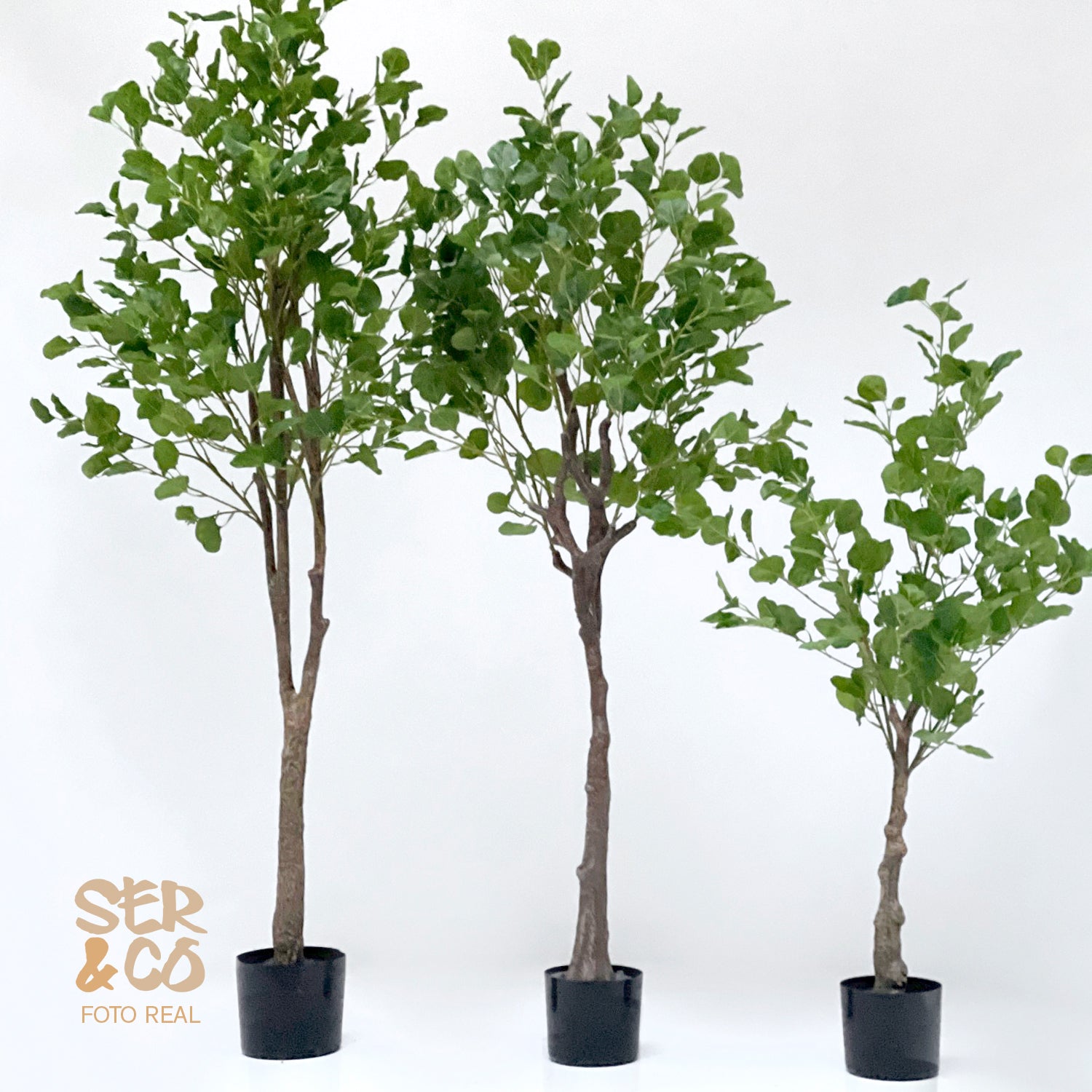 Eucalipto Verde 150 y 180 cm