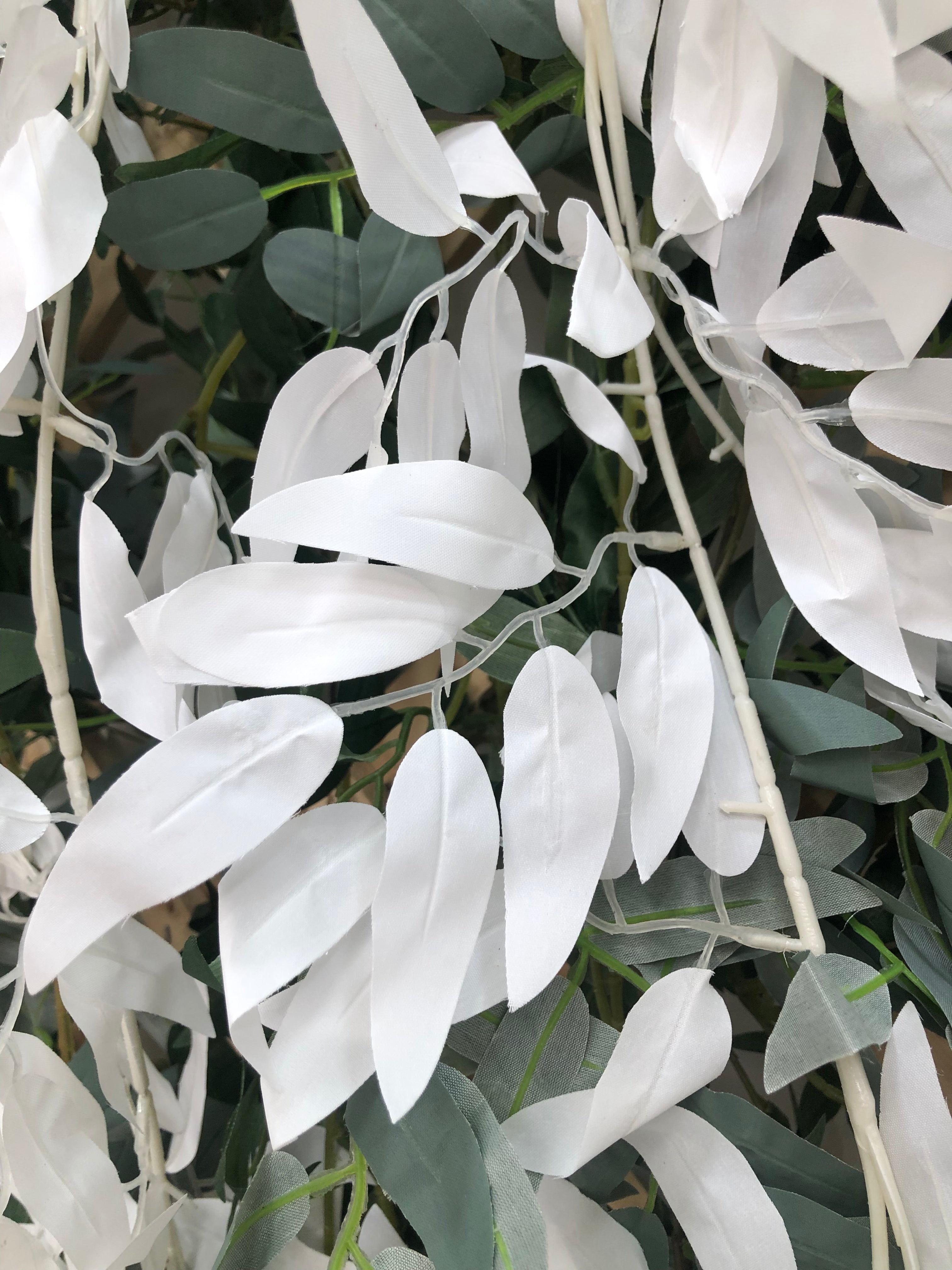Ampelopsis Racimo Colgante