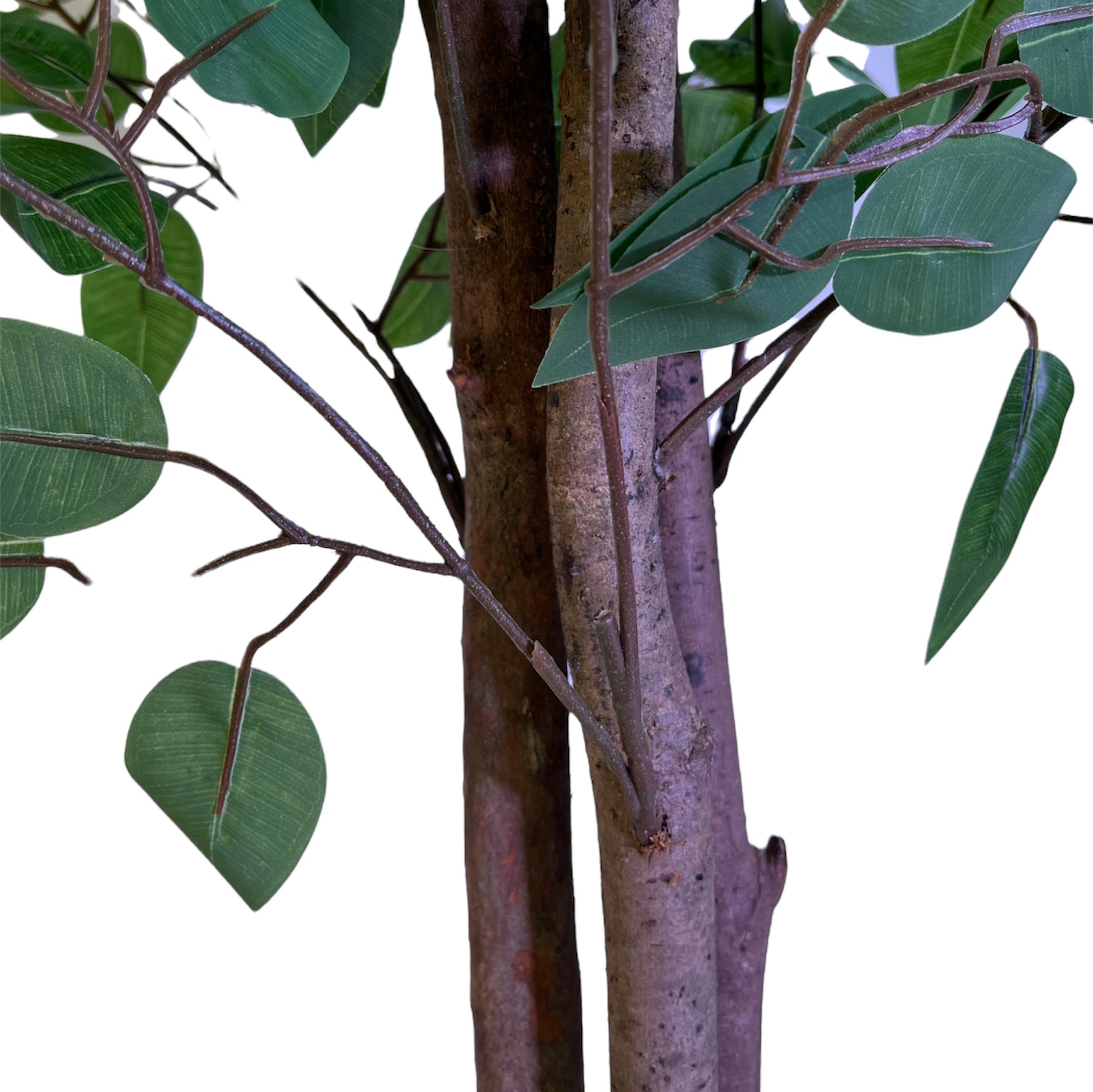 Baniano